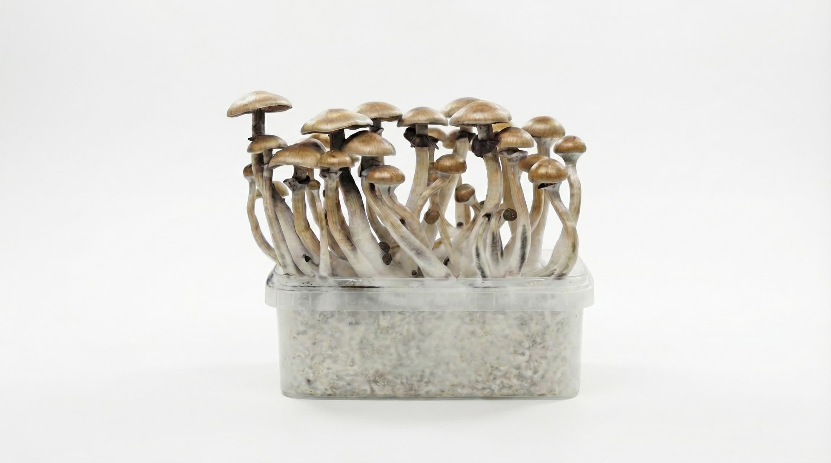 Kweek Je Eigen — Growkits