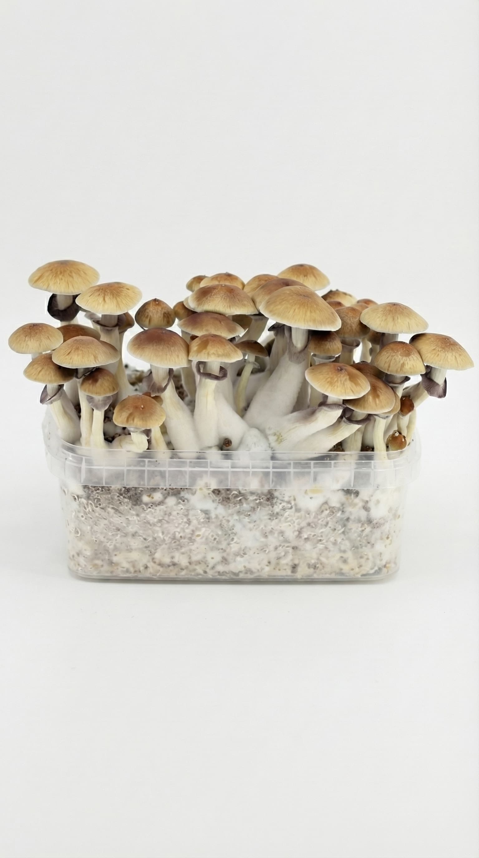 Golden Teacher Growkit